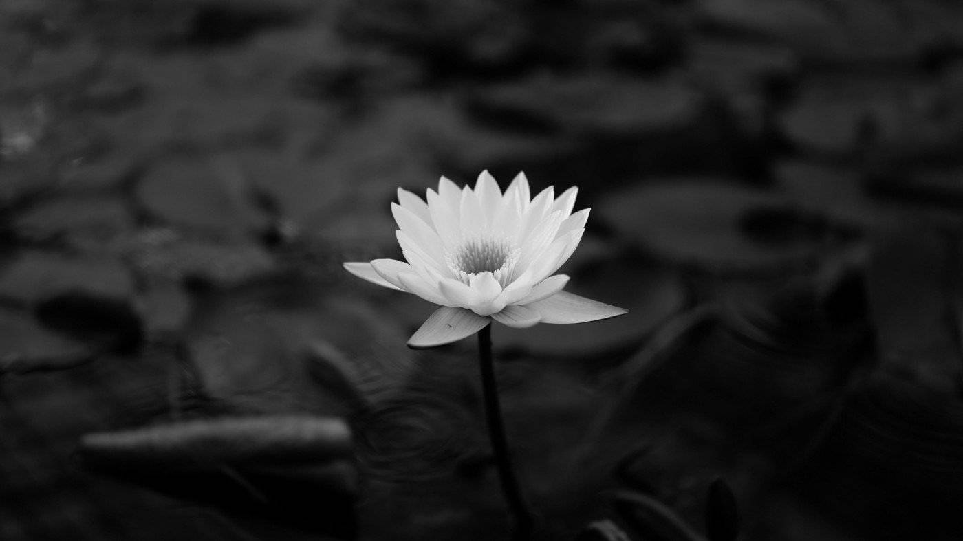 White Flower Lily Wallpaper