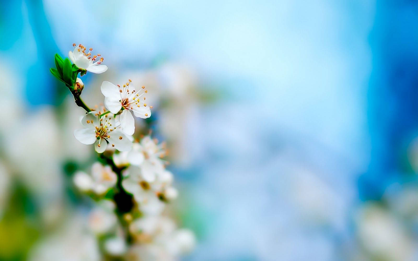 White Flower Shallow Focus Wallpaper