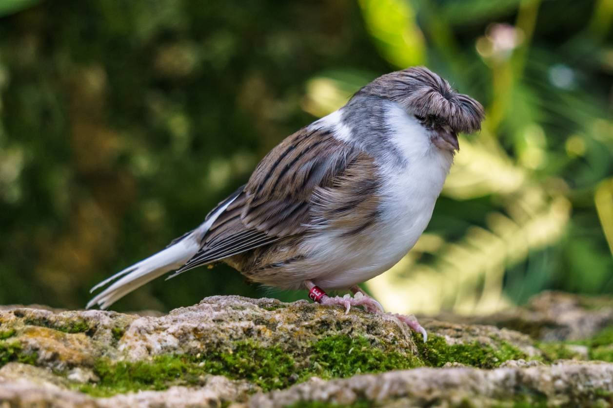 White Gloster Canary Bird Wallpaper