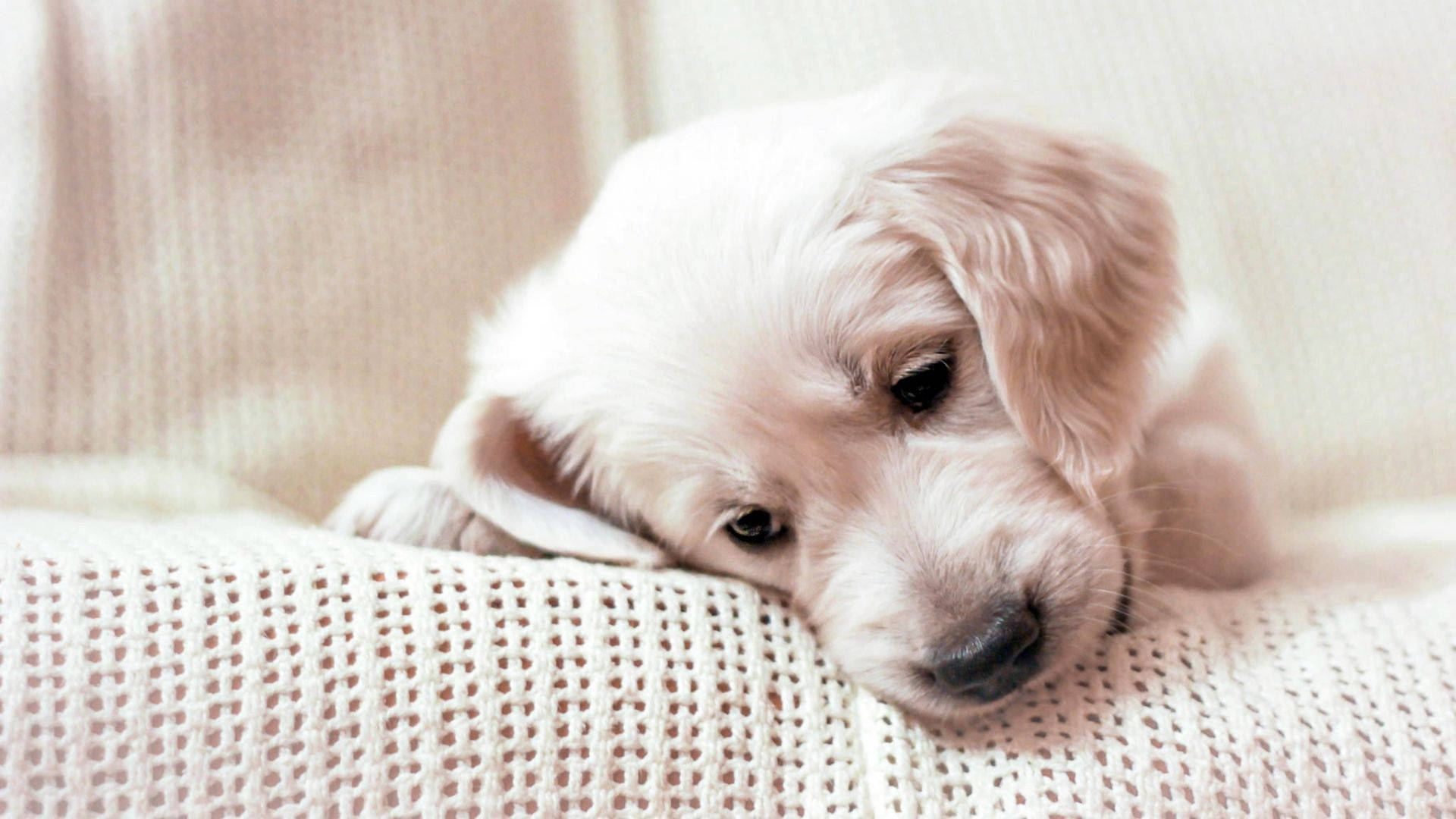 White Golden Retriever Puppy Desktop Wallpaper