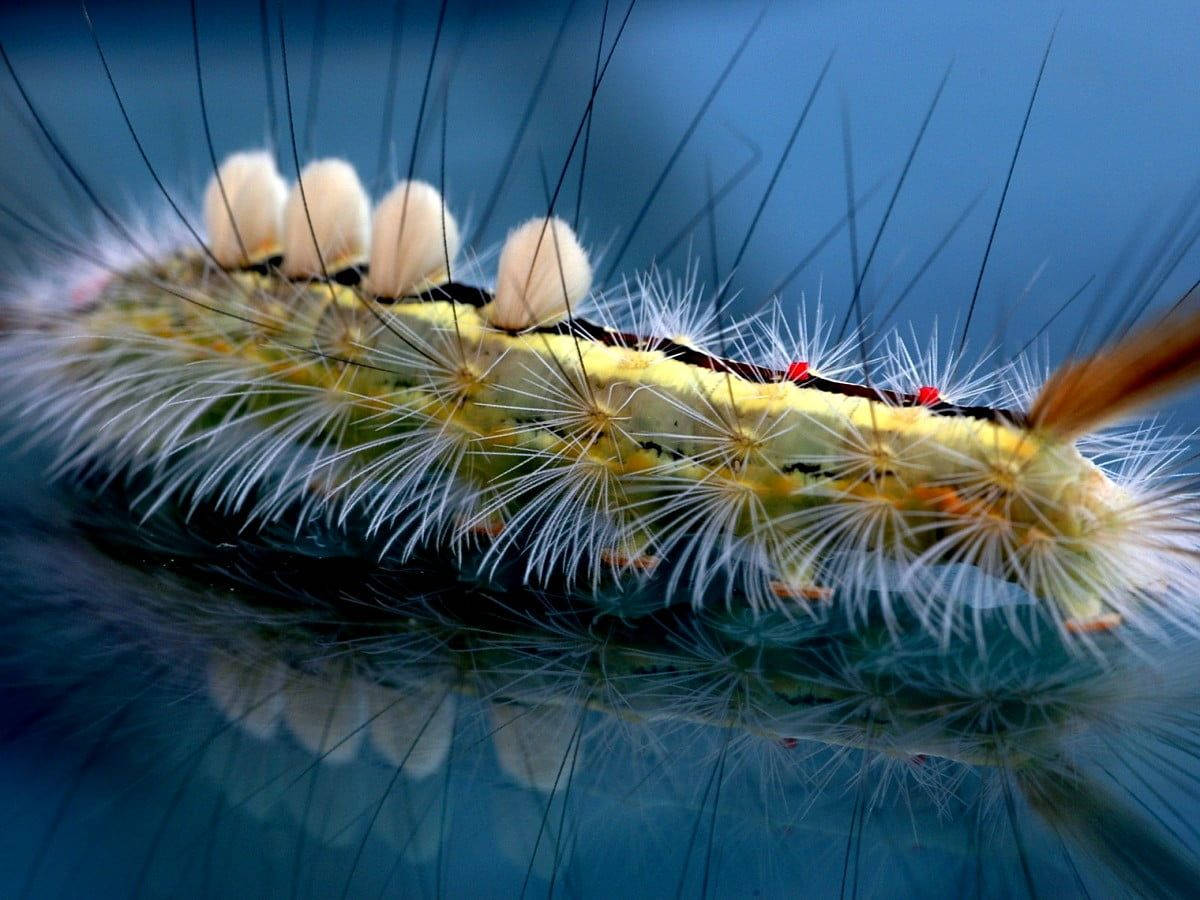 White Hairy Caterpillar Wallpaper