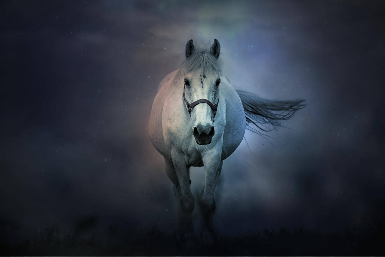 White Horse In The Dark Wallpaper