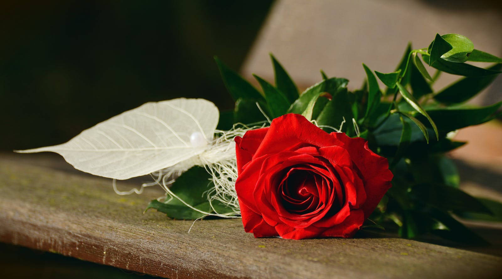 White Leaf Red Rose Hd Wallpaper