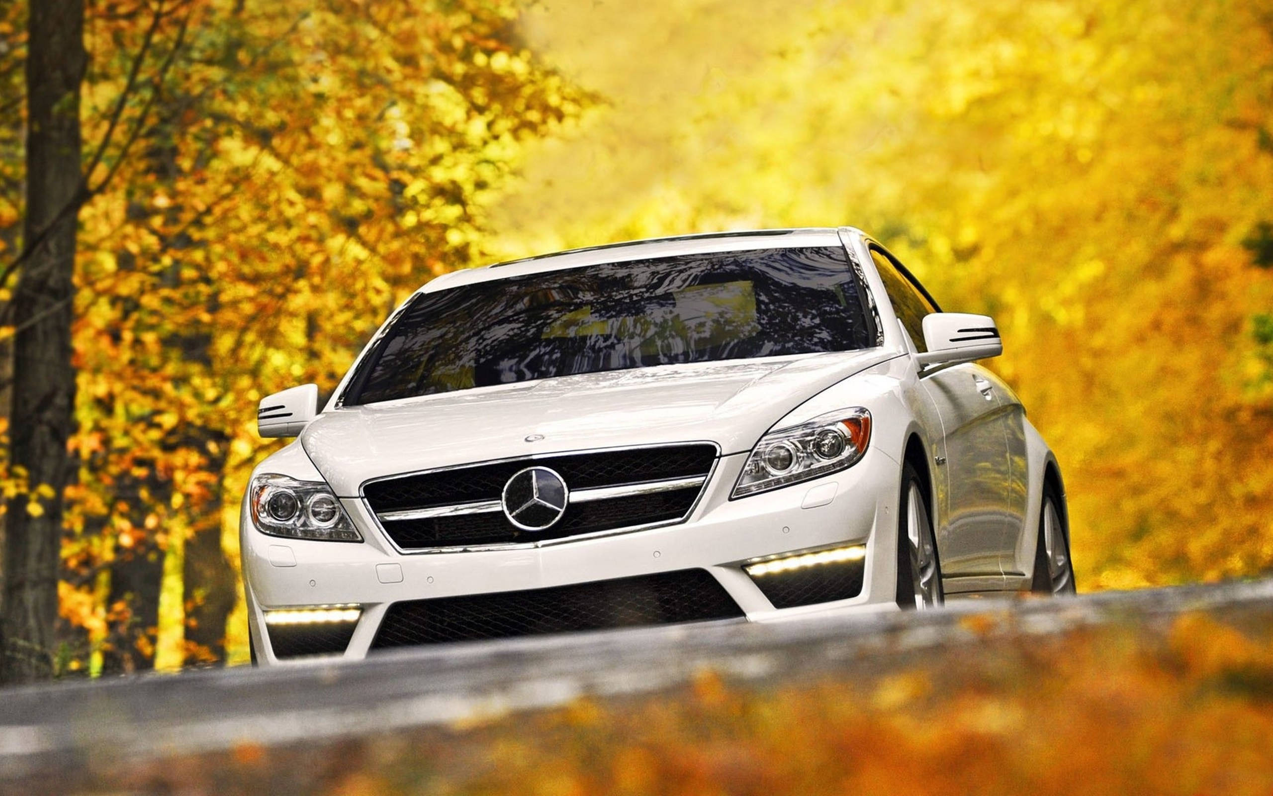 White Mercedes-benz Golden Trees Hd Wallpaper