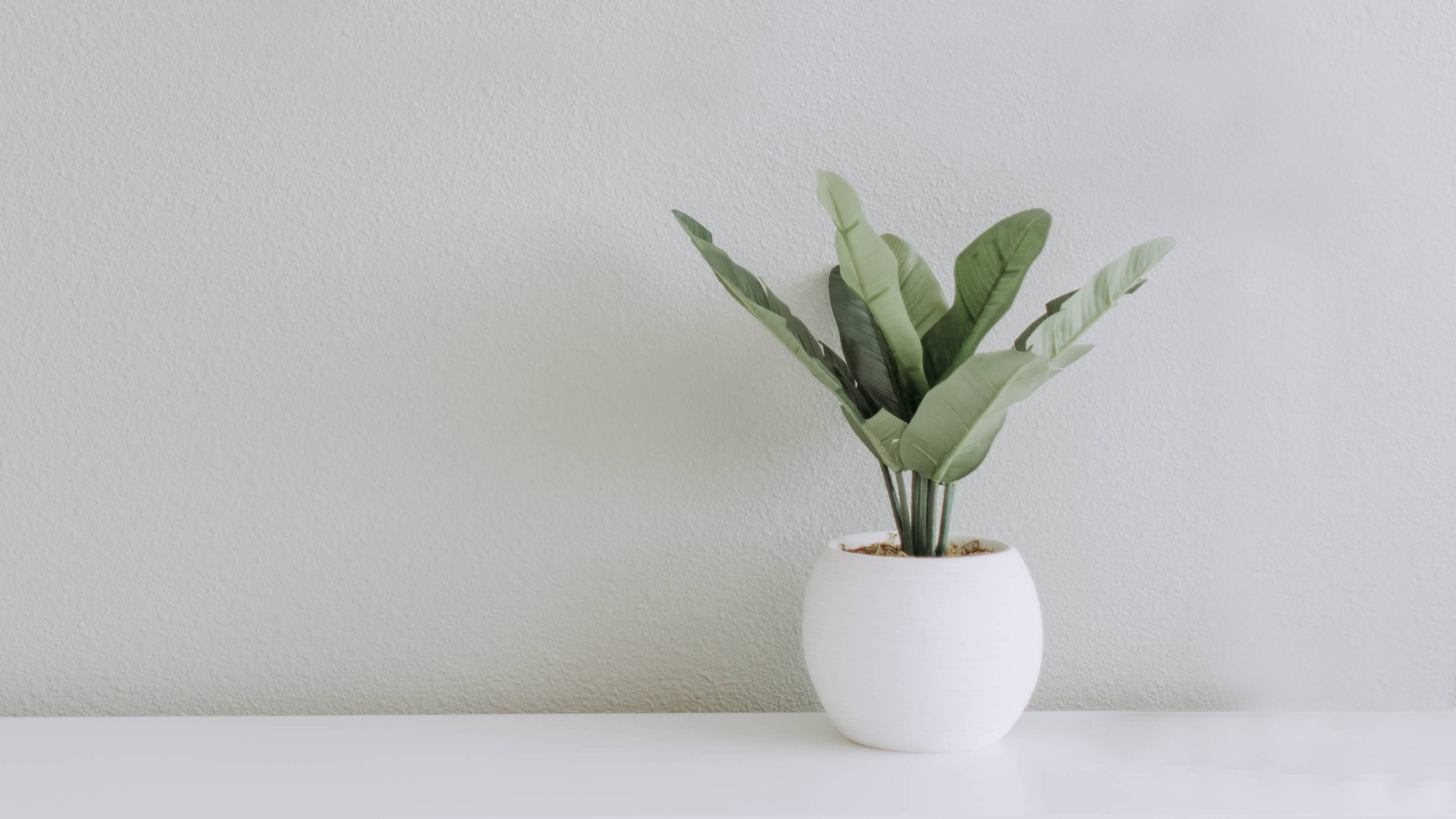 White Minimalist Plant Aesthetic Wallpaper