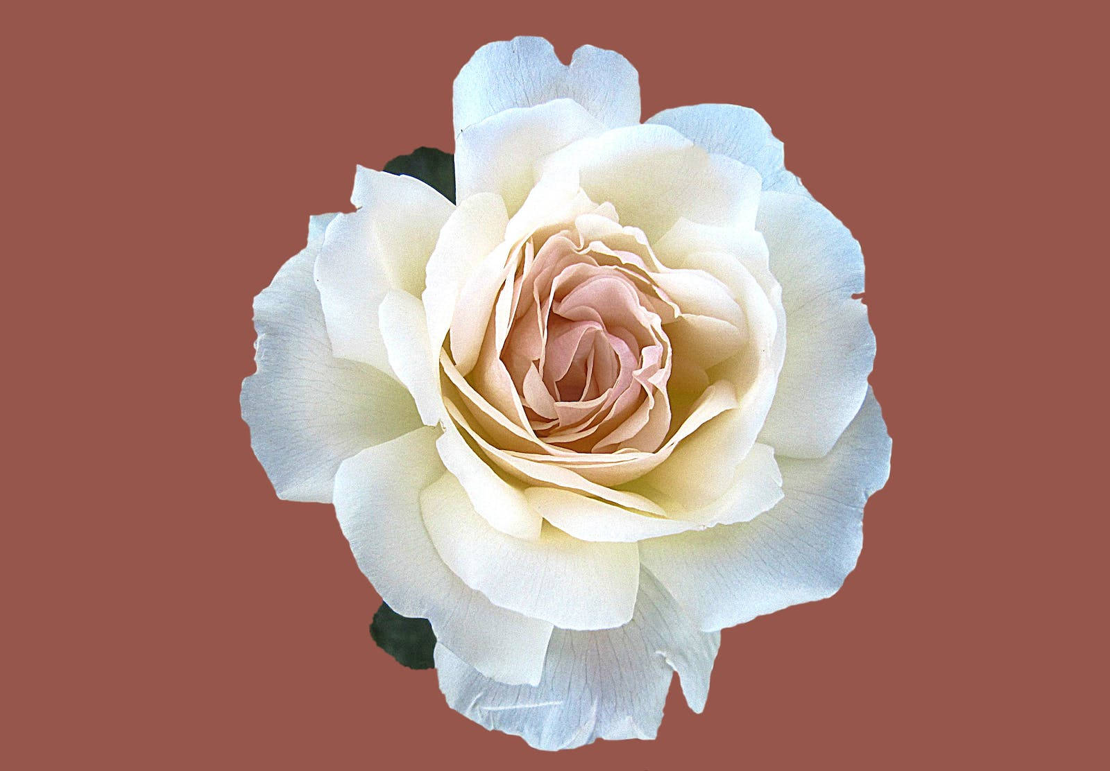 White Pink Rose Hd Wallpaper