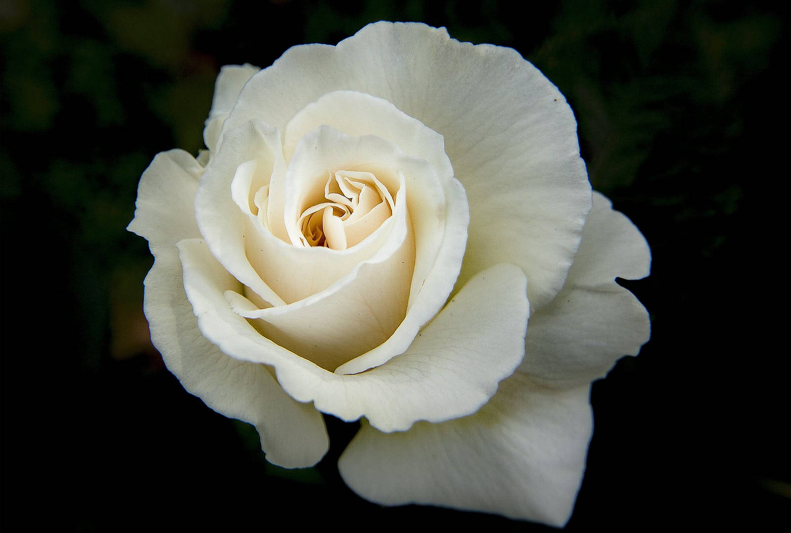 White Rose Hd Wallpaper