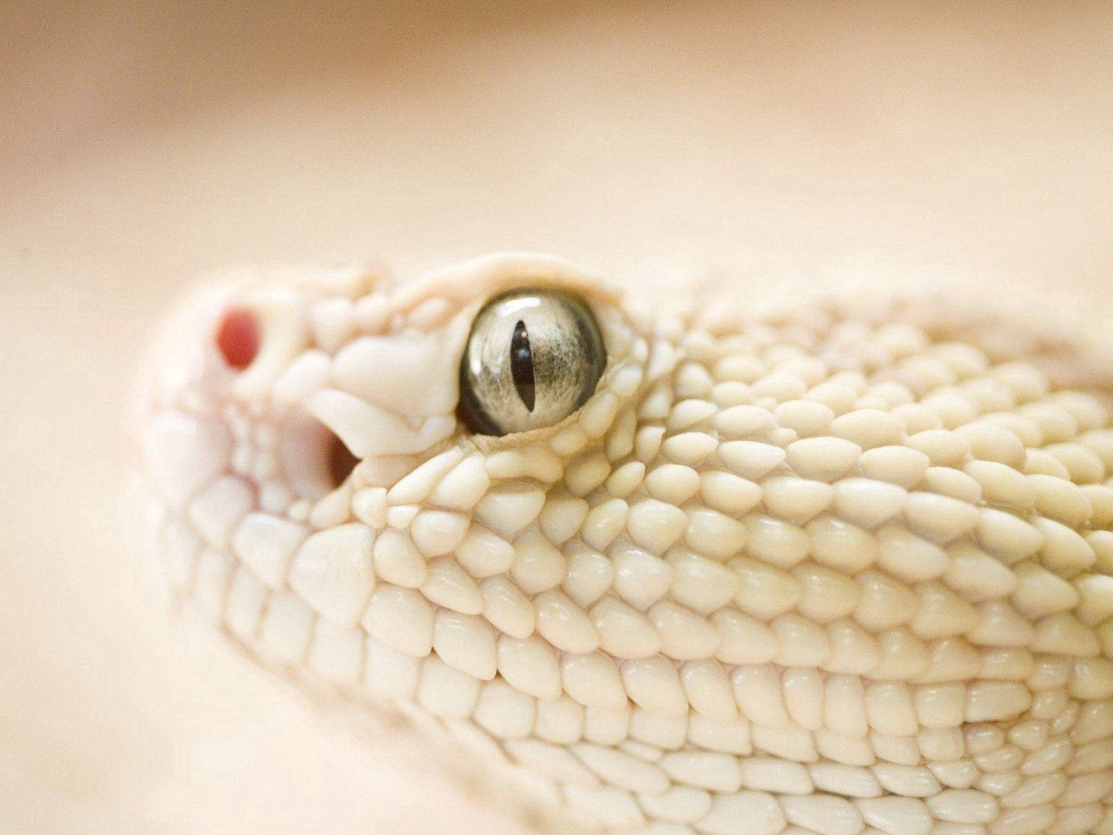 White Snake Close-up Shot Wallpaper