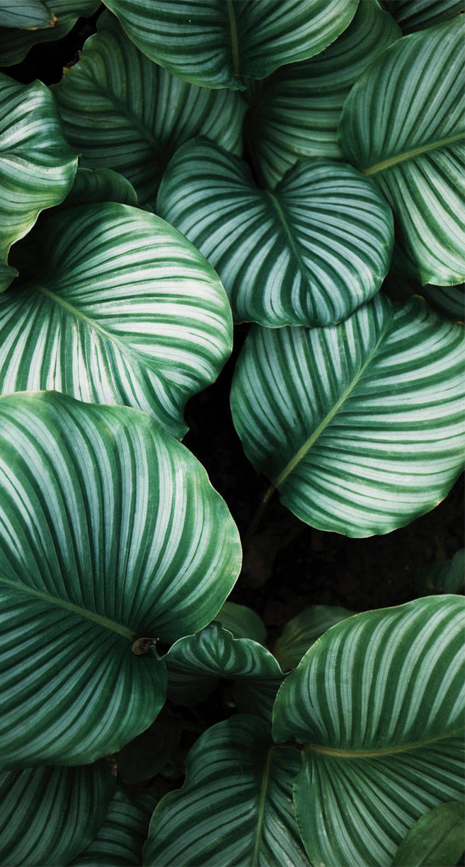 White Streaks Leaves Iphone Wallpaper