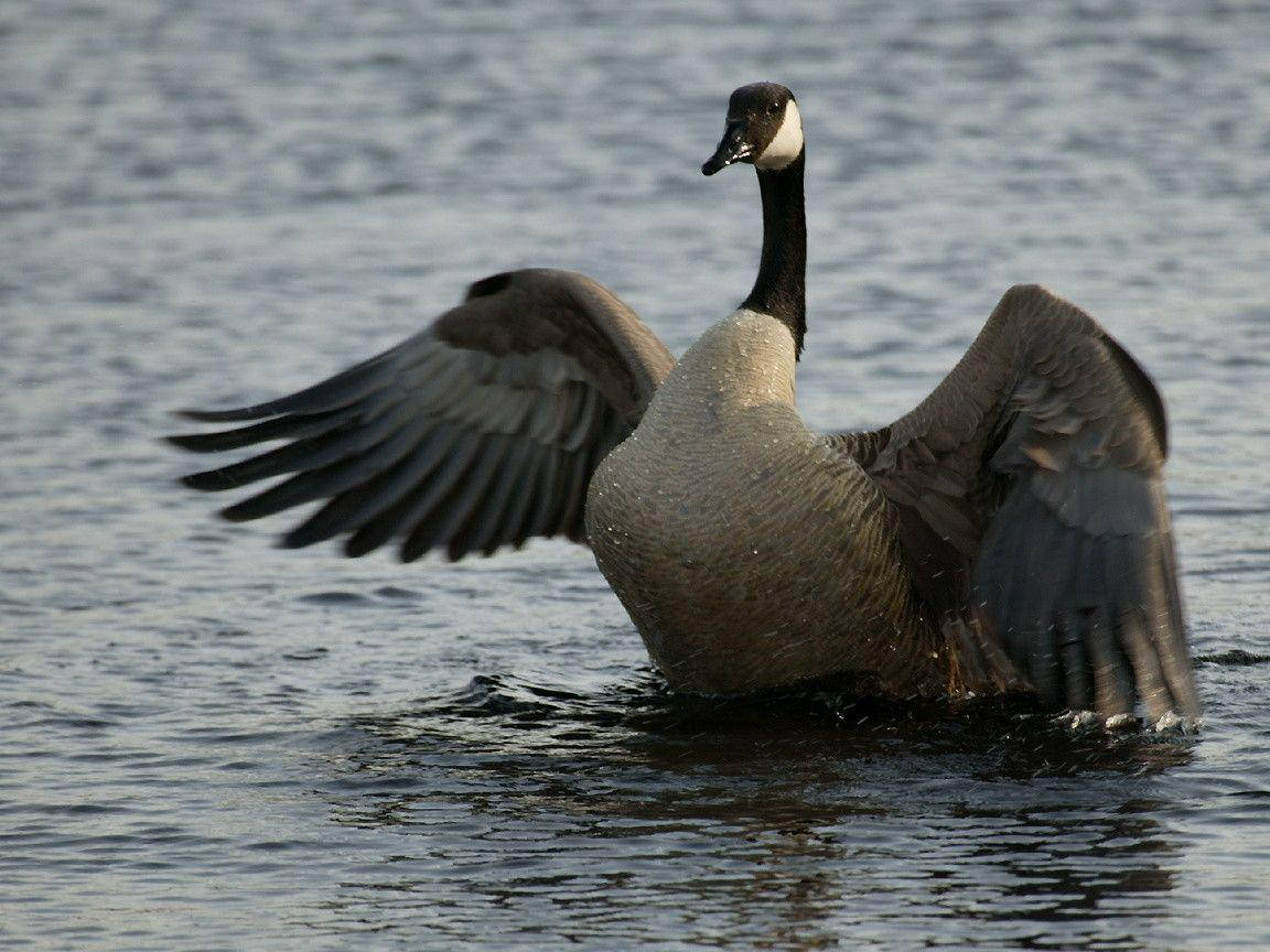 Wild Goose Flapping Its Wing Wallpaper