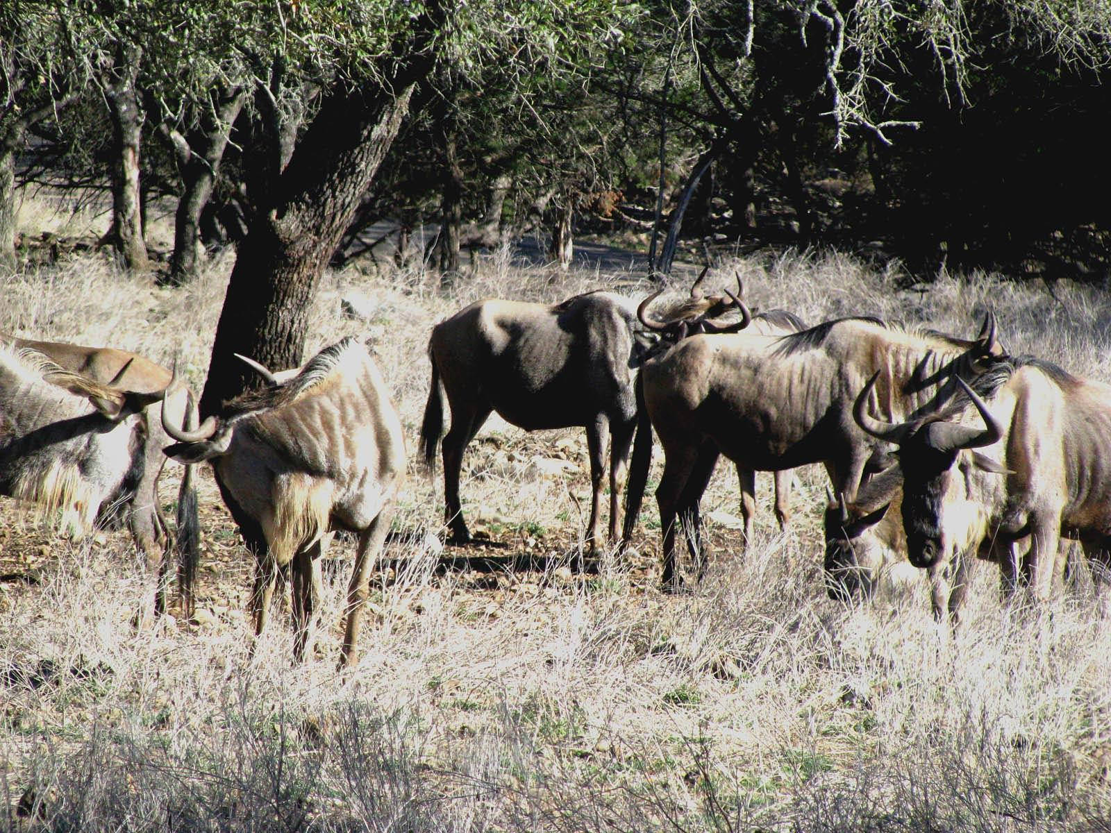 Wild Herd Of Oxen Wallpaper