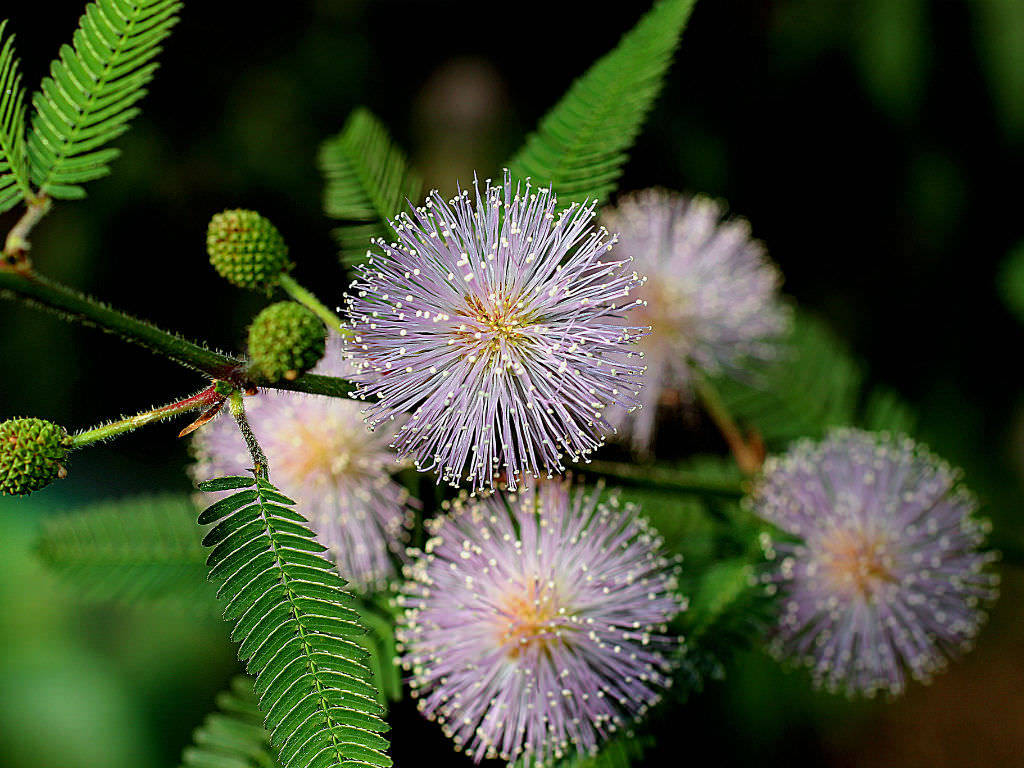 Wild Mimosa Flower Wallpaper