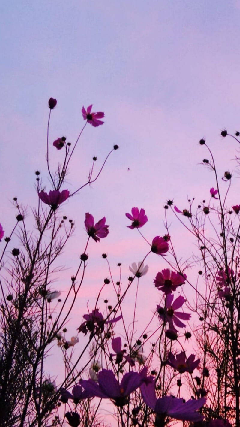 Wildflower Image As An Aesthetic Purple Flower Wallpaper