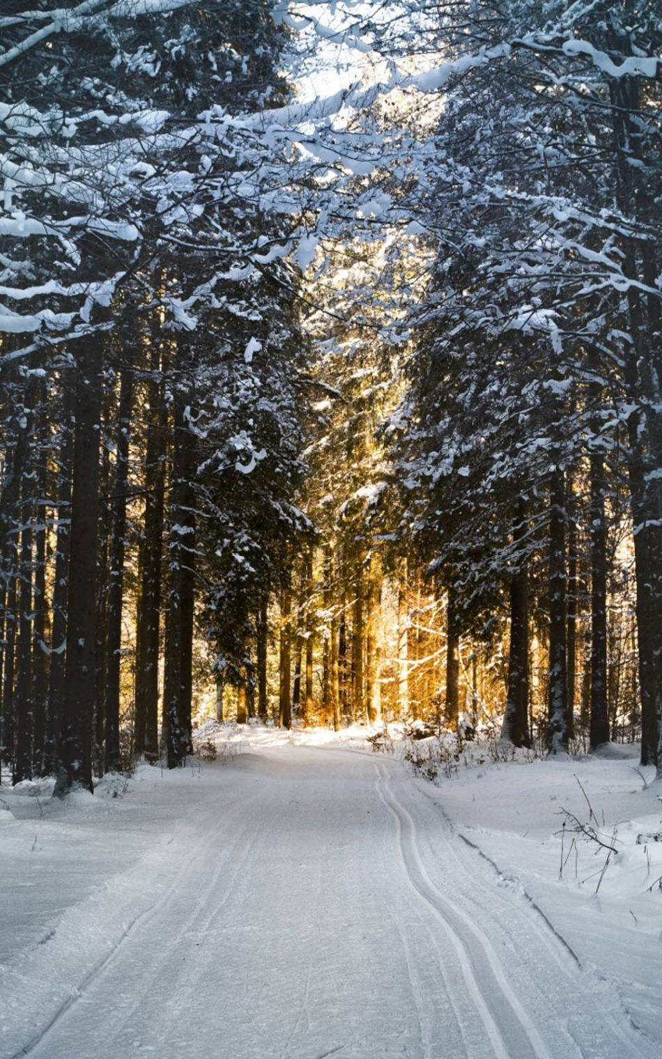 Winter Forest Sunrise Path.jpg Wallpaper