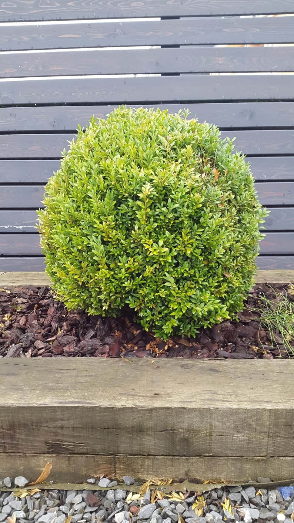 Winter Gem Boxwood Shrub Bush Wallpaper