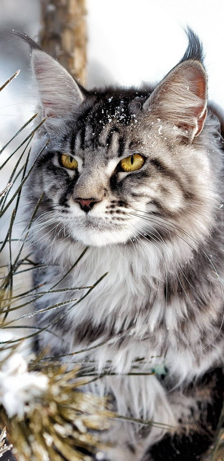 Winter Phone Cat Closeup Wallpaper