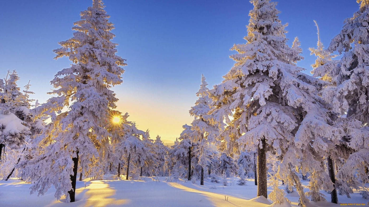 Winter Scene Pine Trees Wallpaper