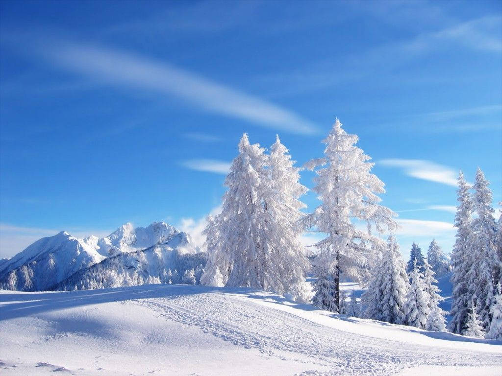 Winter Scene White Forest Wallpaper