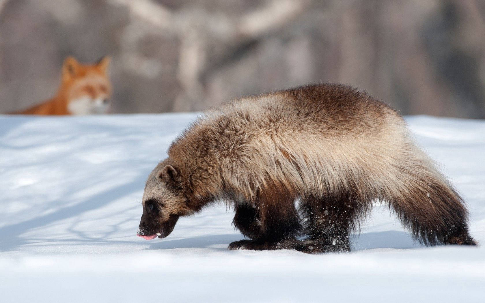 Wolverine's Mettle Is Strong In The Snow Wallpaper