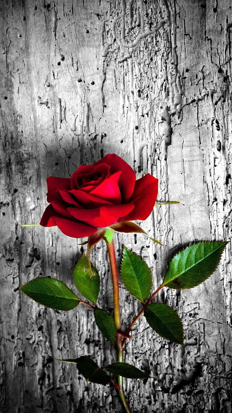 Wood On Rose Mobile Wallpaper