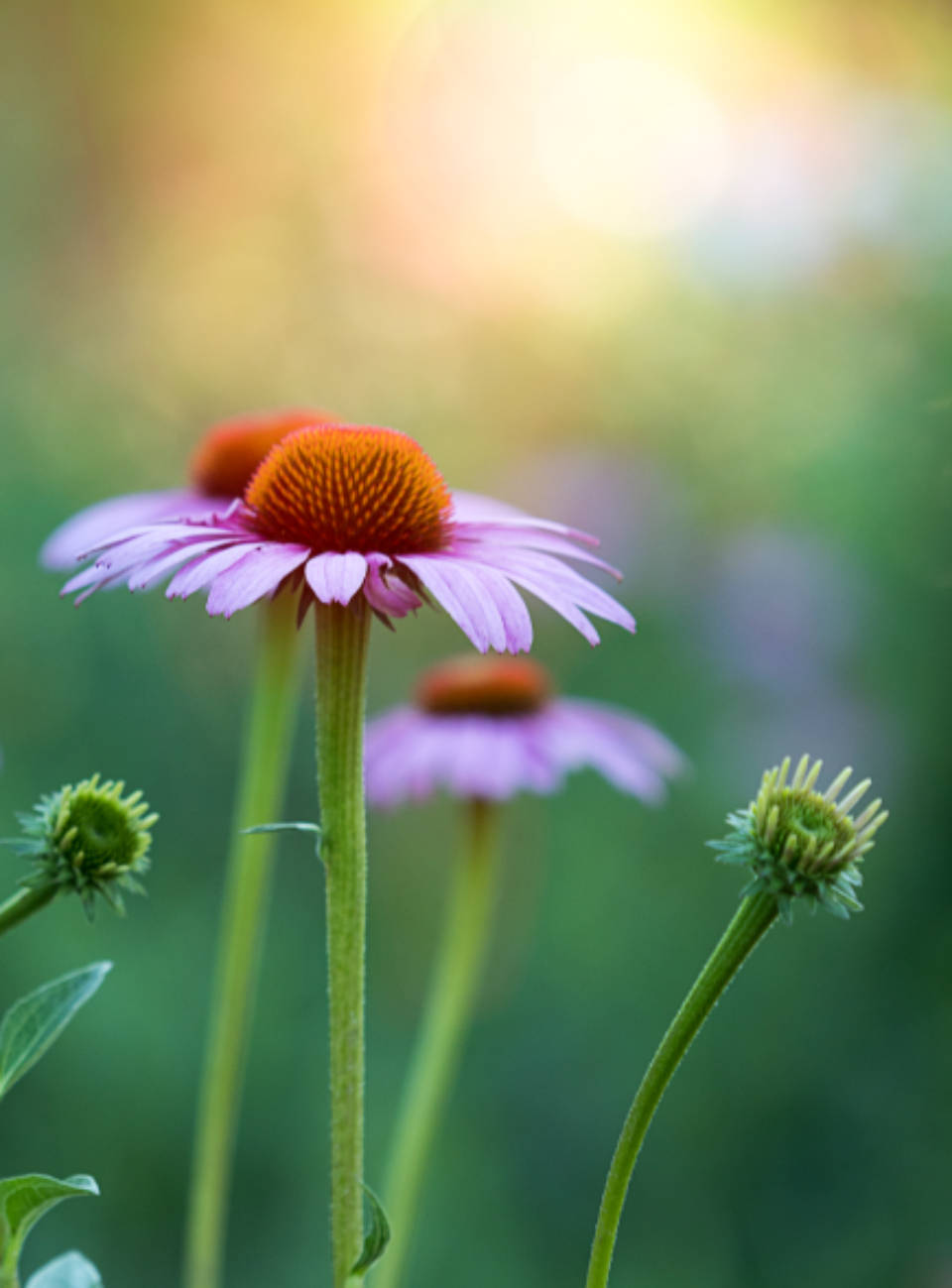 World's Most Beautiful Flowers Purple Coneflowers Wallpaper