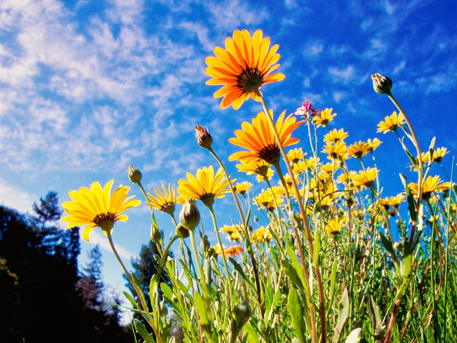 World's Most Beautiful Flowers Yellow Daisies Wallpaper