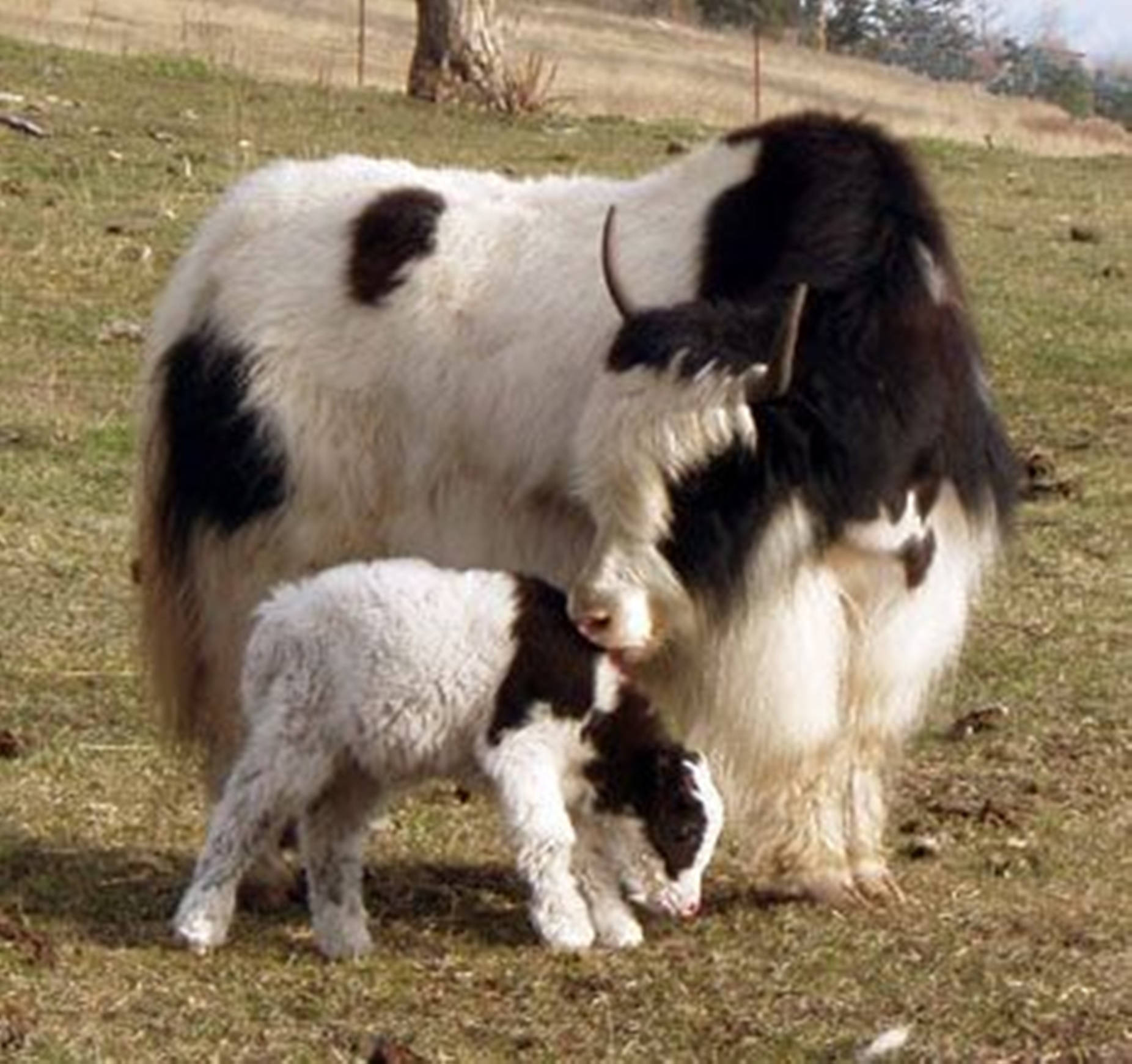 Yak Adult Black And White And Baby Yak Wallpaper