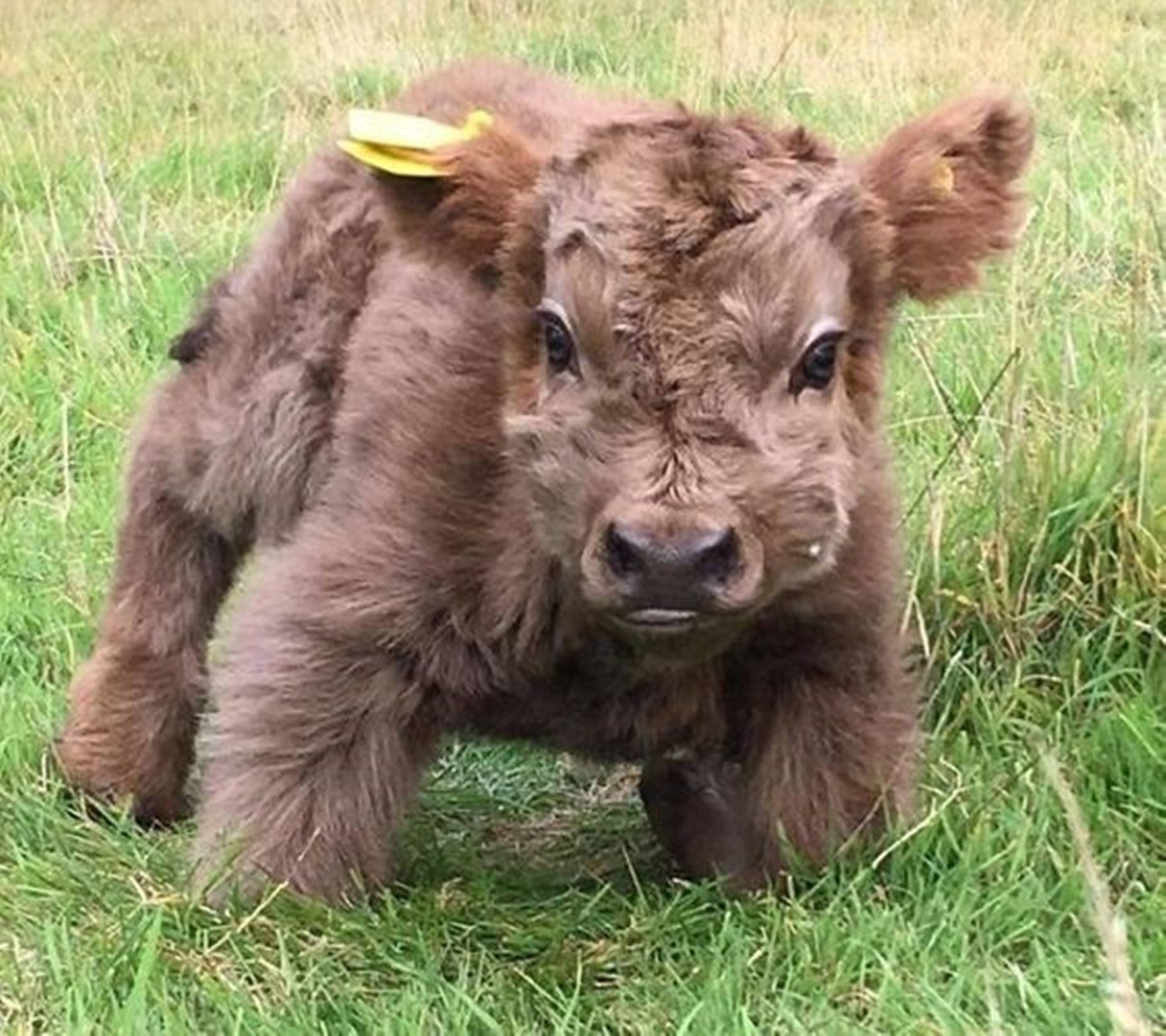 Yak Cute Baby On Grass Wallpaper