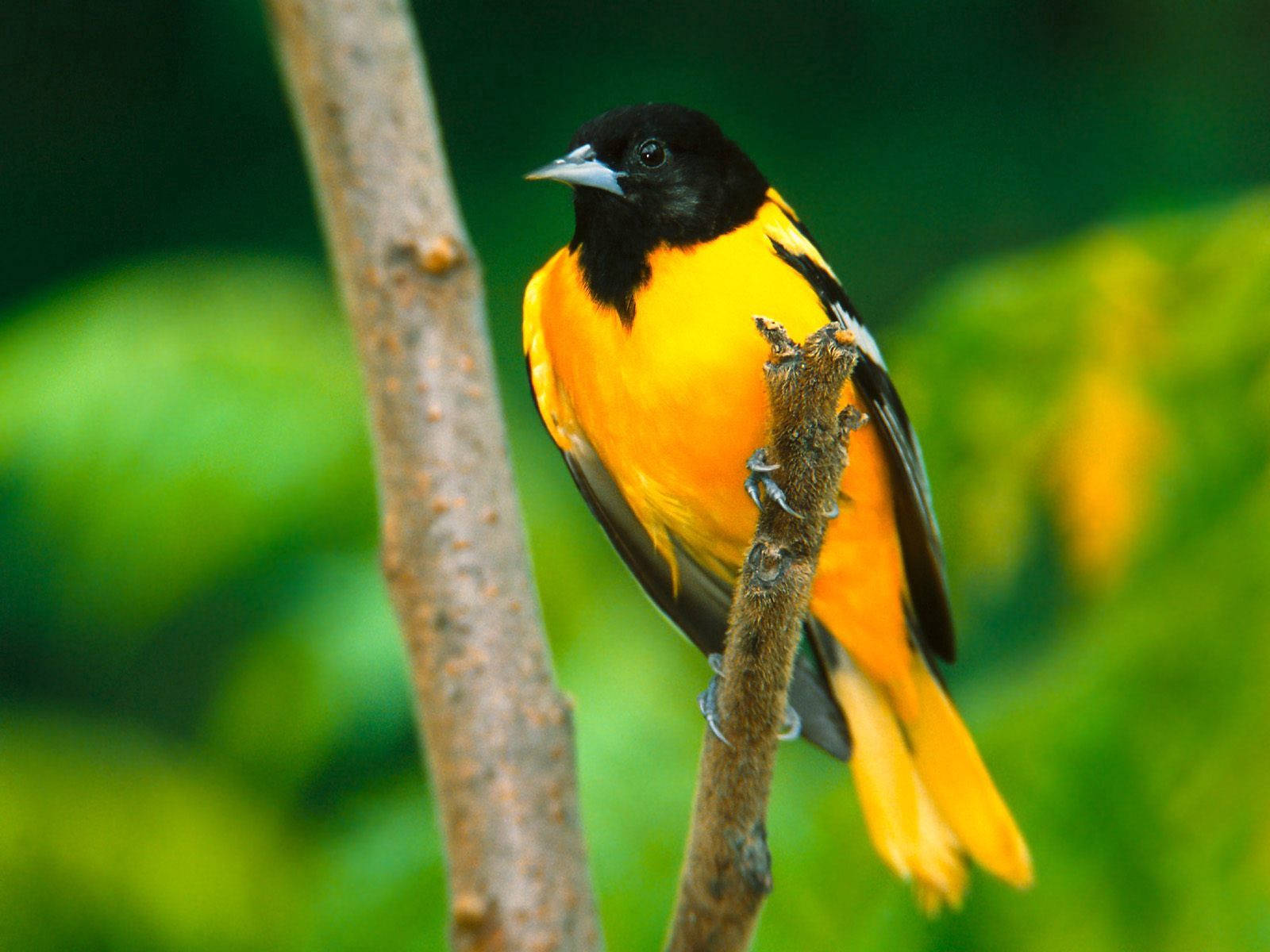 Yellow And Black Beautiful Birds Wallpaper