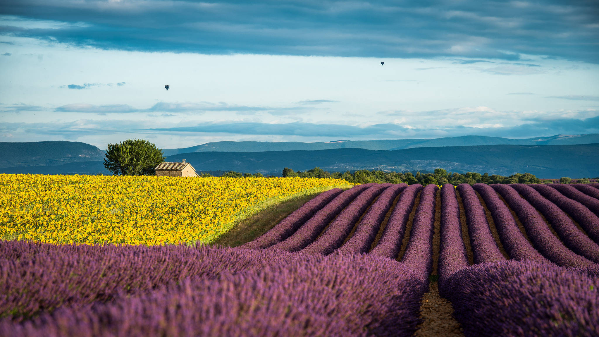 Yellow And Lavender Desktop Wallpaper