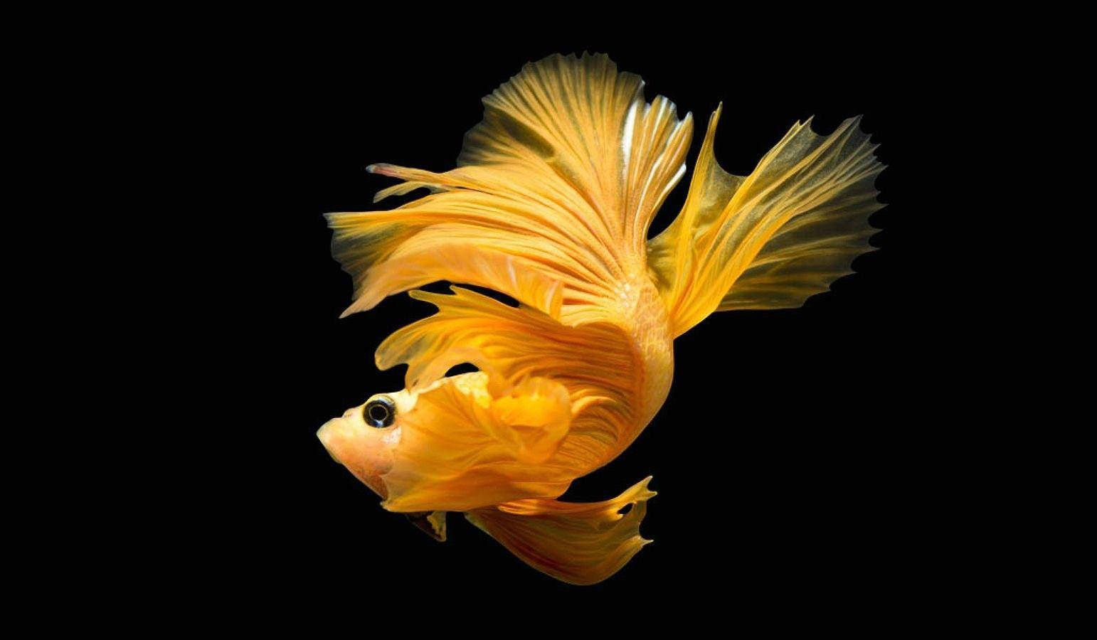 Yellow Betta Fish Wallpaper