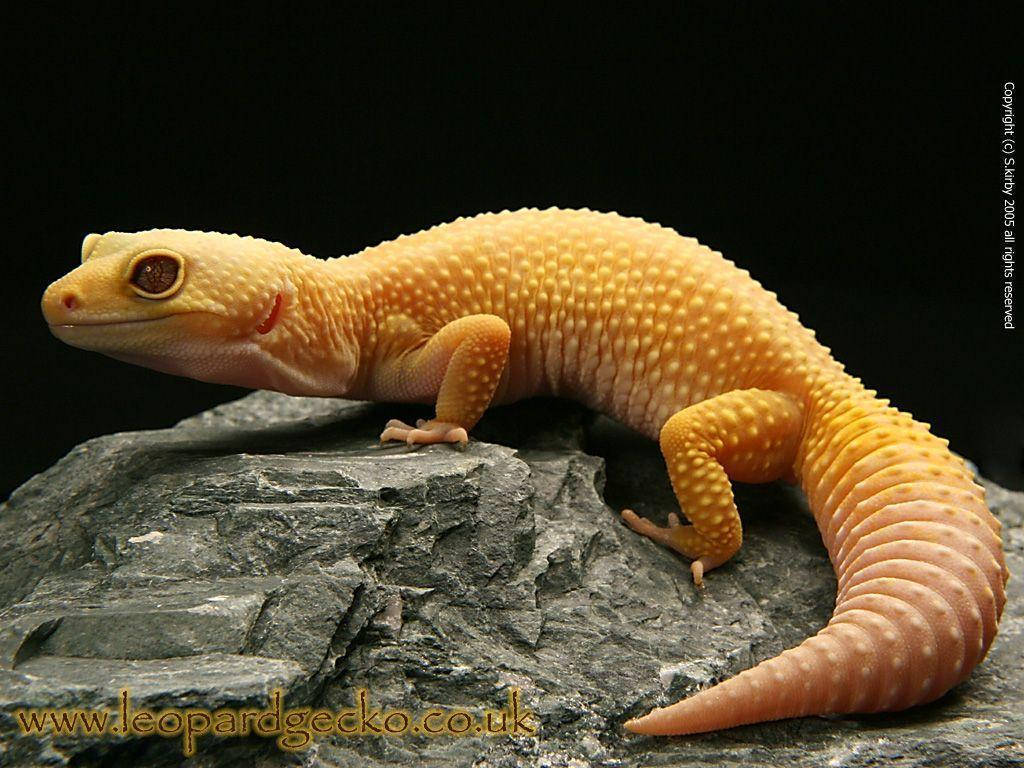 Yellow Leopard Gecko On Stone Wallpaper