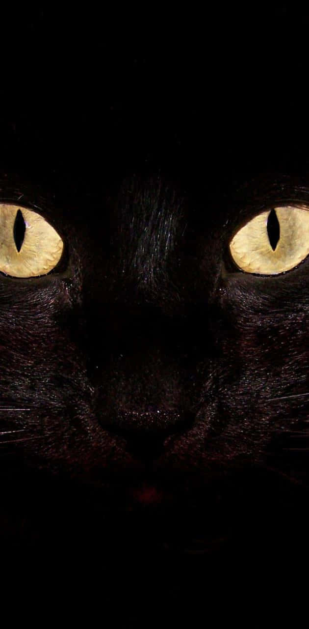 Yellow Light Cat Eyes Wallpaper