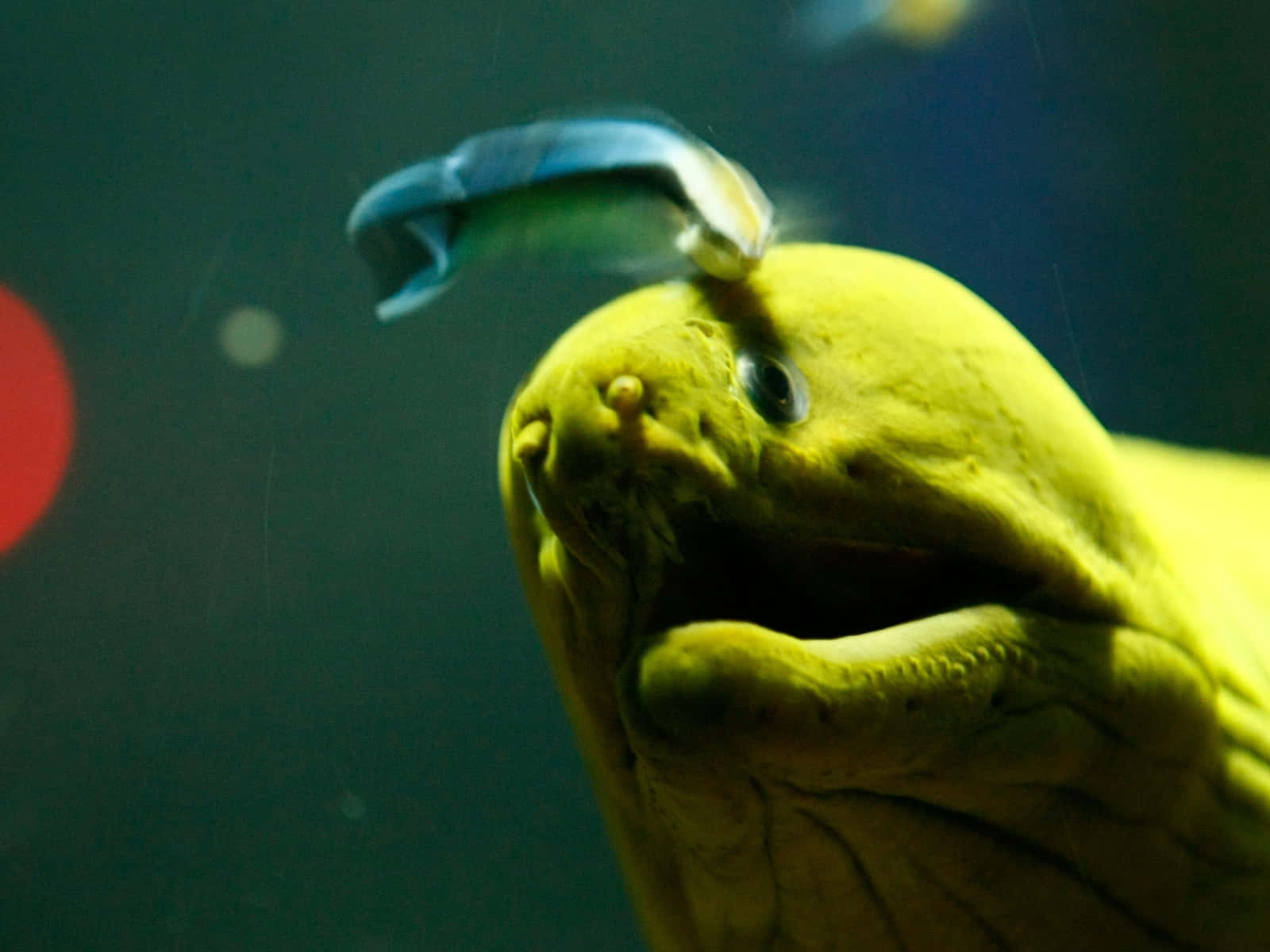 Yellow Moray Eel Closeup Wallpaper