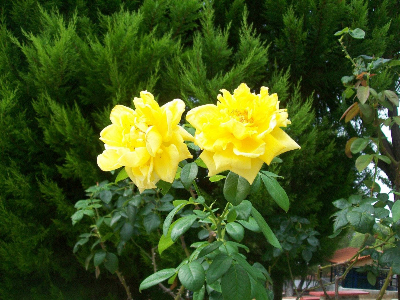 Yellow Rose In Full Bloom Wallpaper