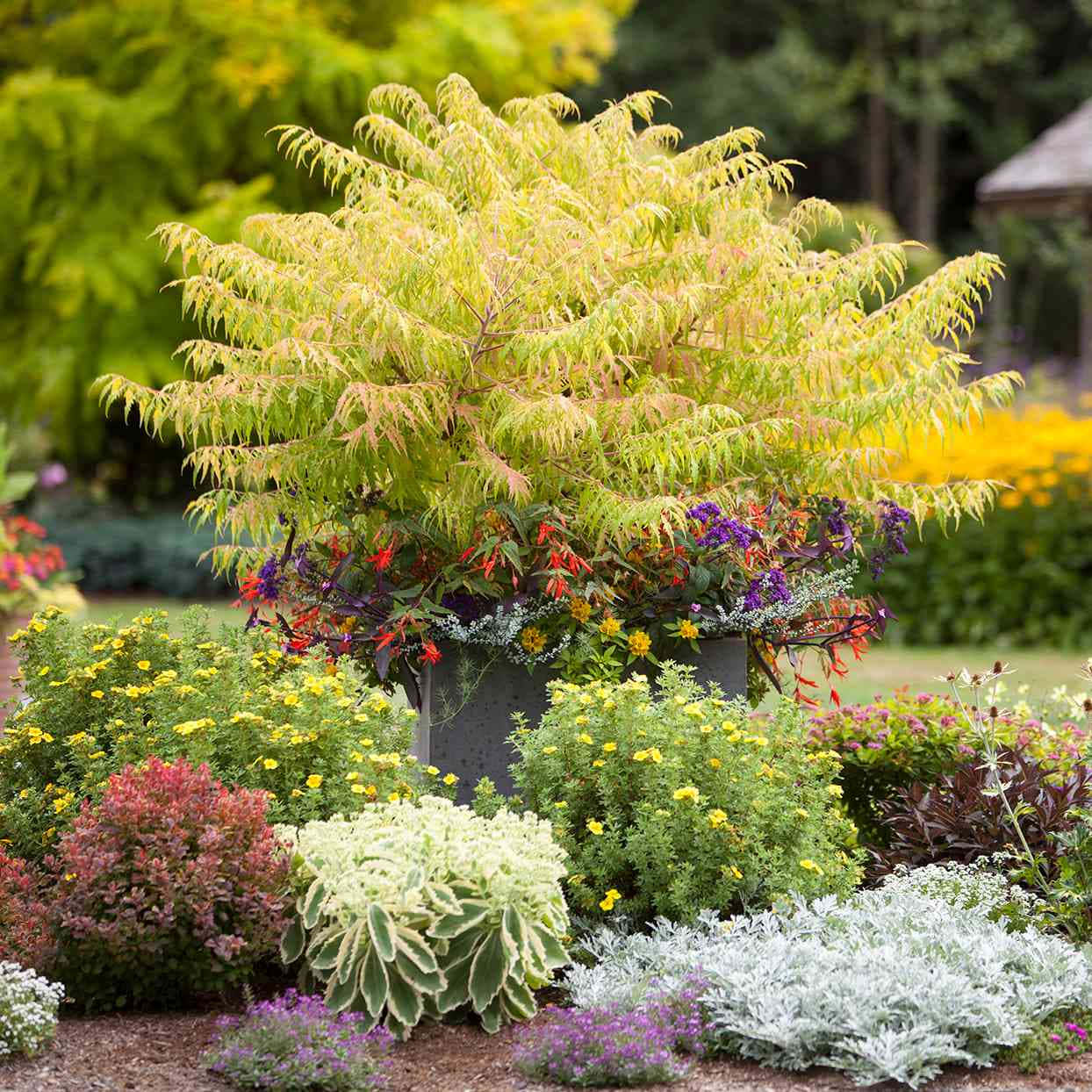 Yellow Staghorn Sumac Plant Bush Wallpaper