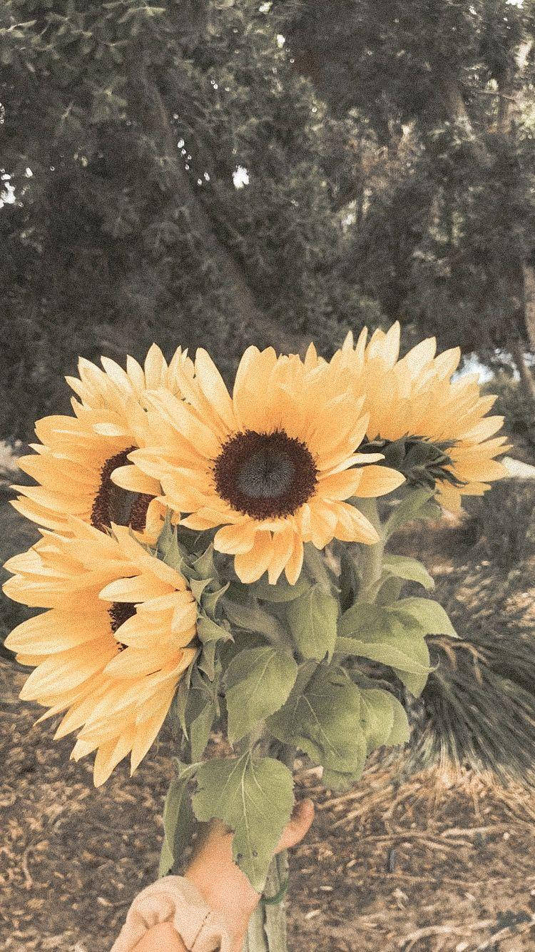 Yellow Vintage Aesthetic Photography Wallpaper