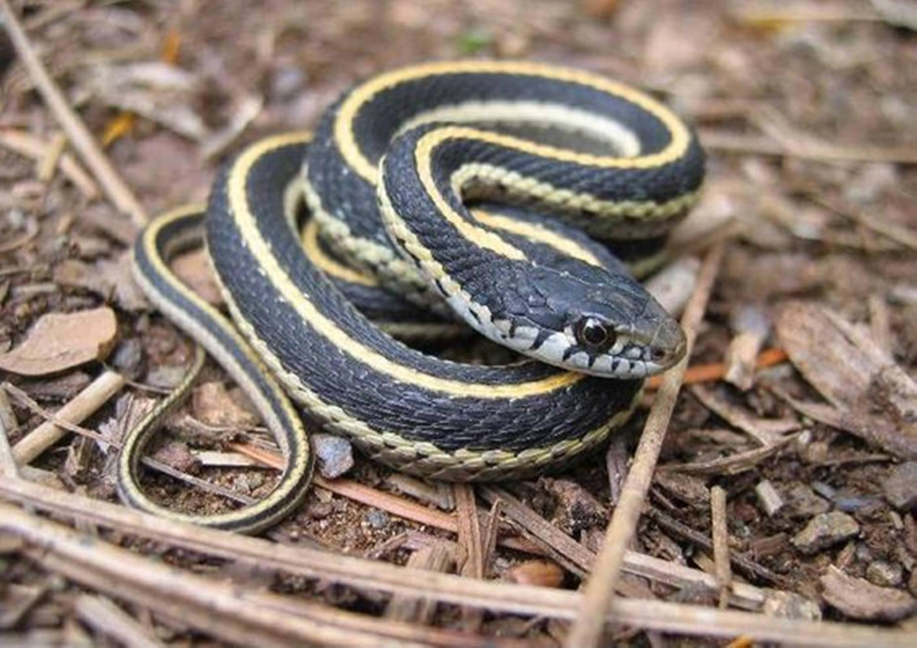 Yellowish Striped Garter Snake Wallpaper