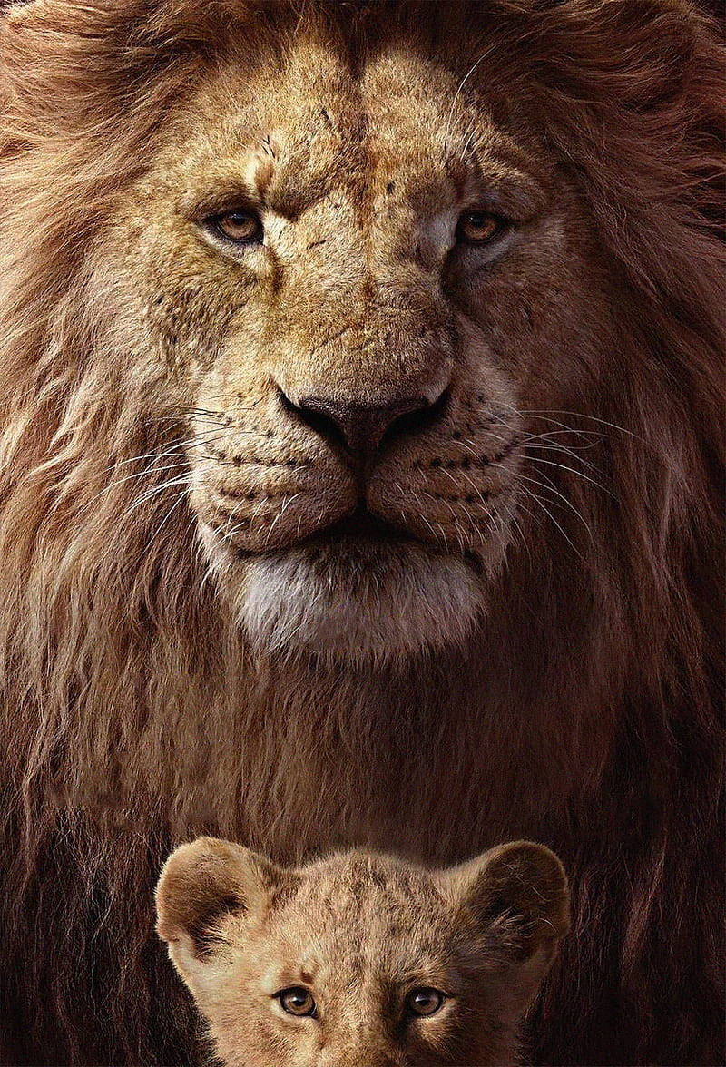 Young And Adult Simba The Lion King Wallpaper