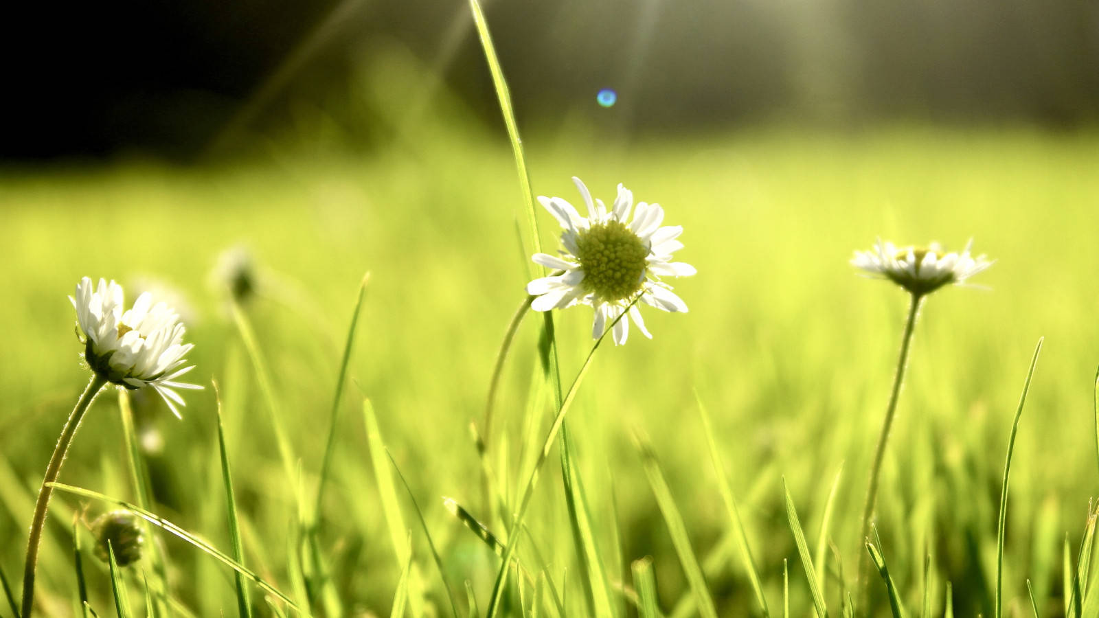 Zoom Flower White Daisy Wallpaper