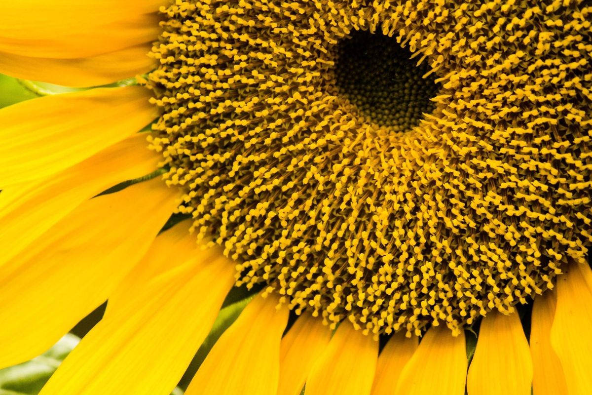 Zoom Flower Yellow Sunflower Wallpaper