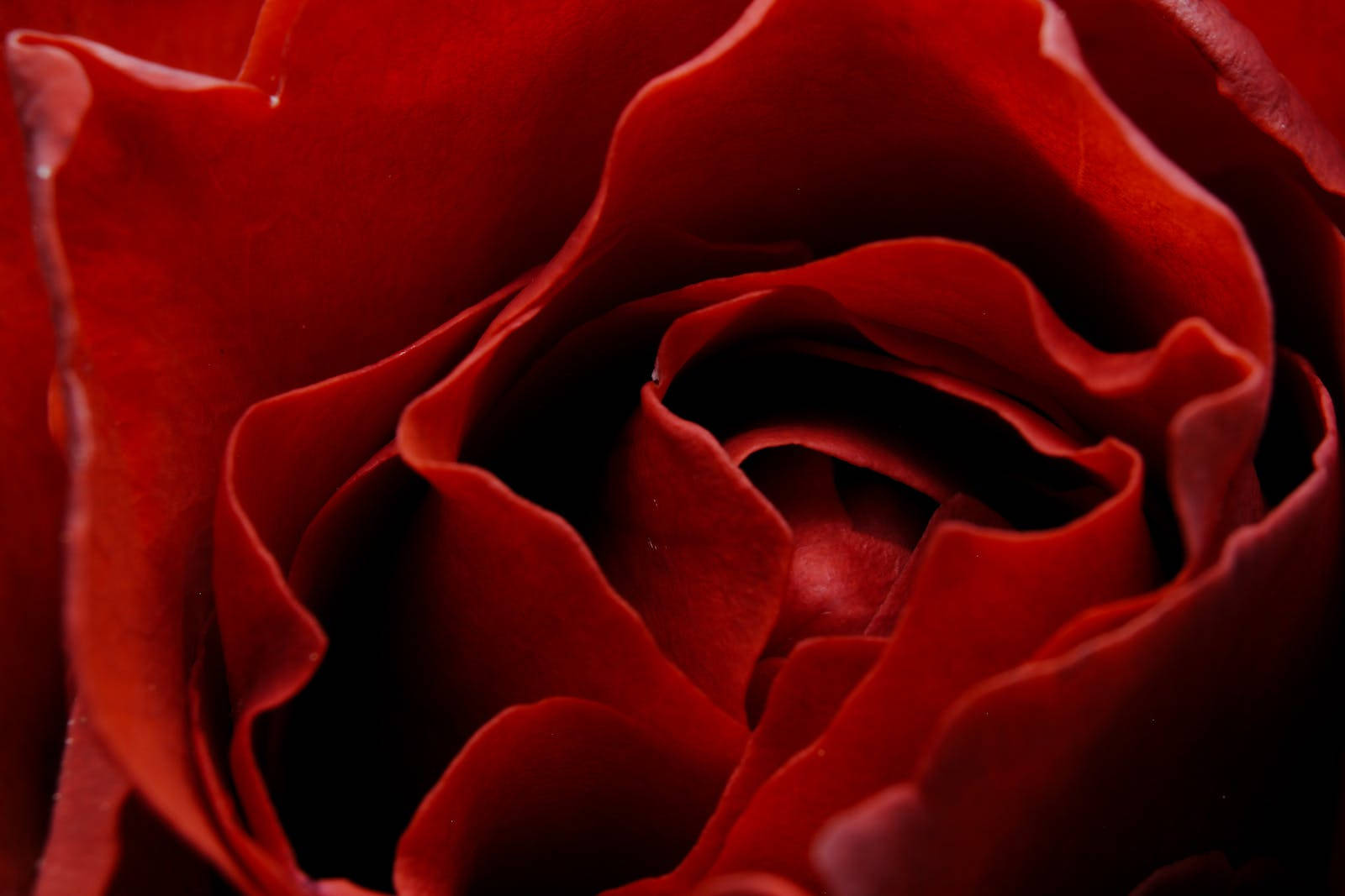 Zoom Red Rose Hd Wallpaper