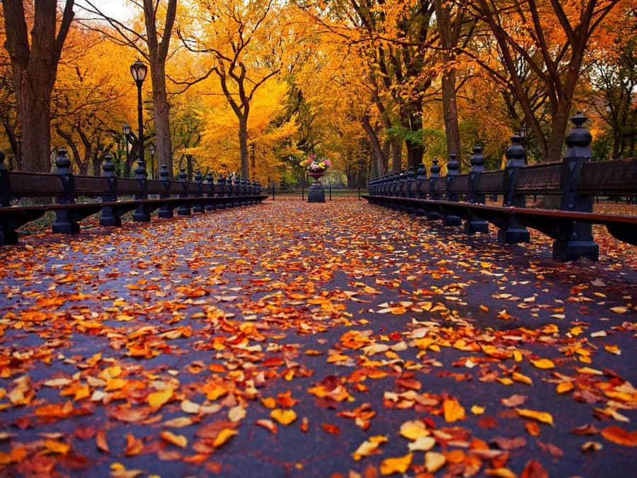 1024 X 768 Autumn In Central Park Wallpaper