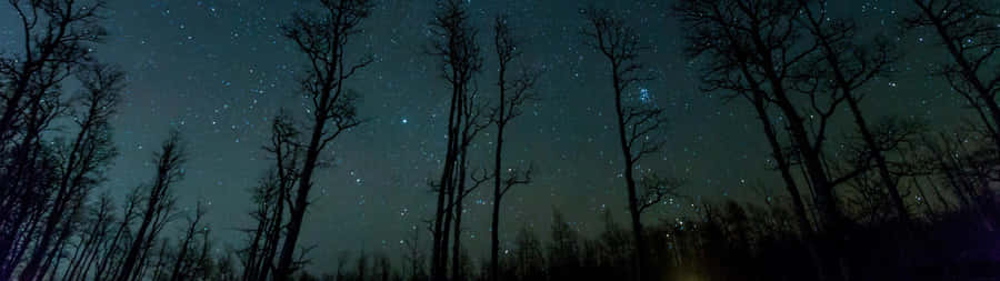2732 X 768 Forest Sky Stars Wallpaper