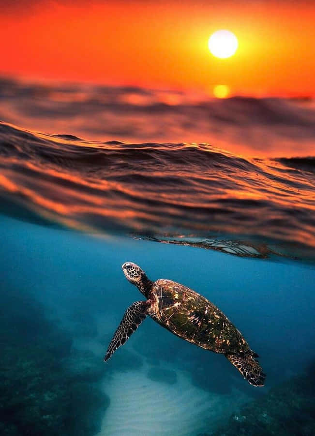 A Baby Turtle Taking Its First Steps Into The World Wallpaper