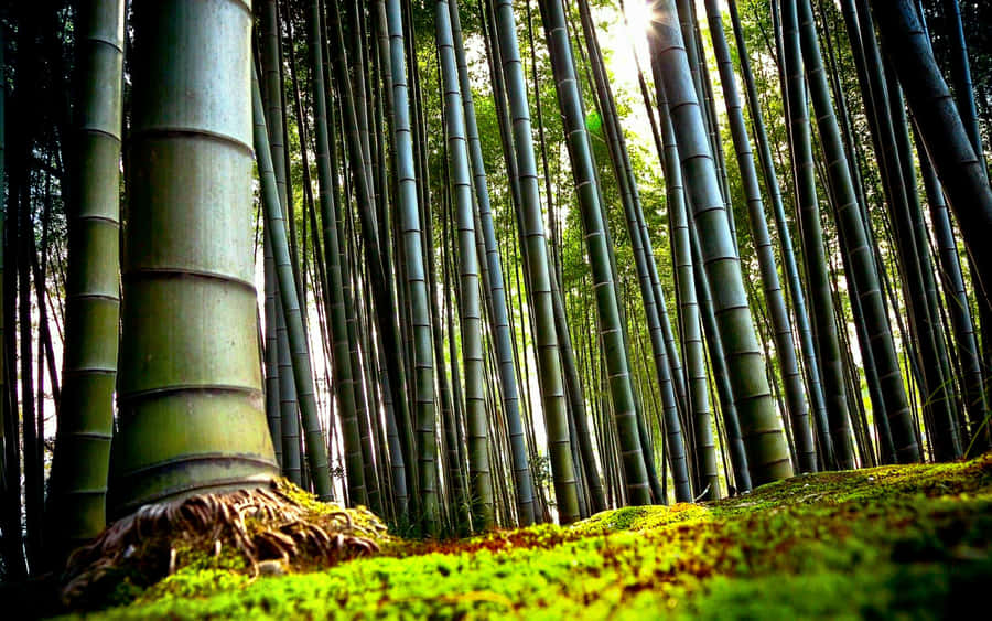 A Bamboo Forest With Tall Trees And Moss Wallpaper