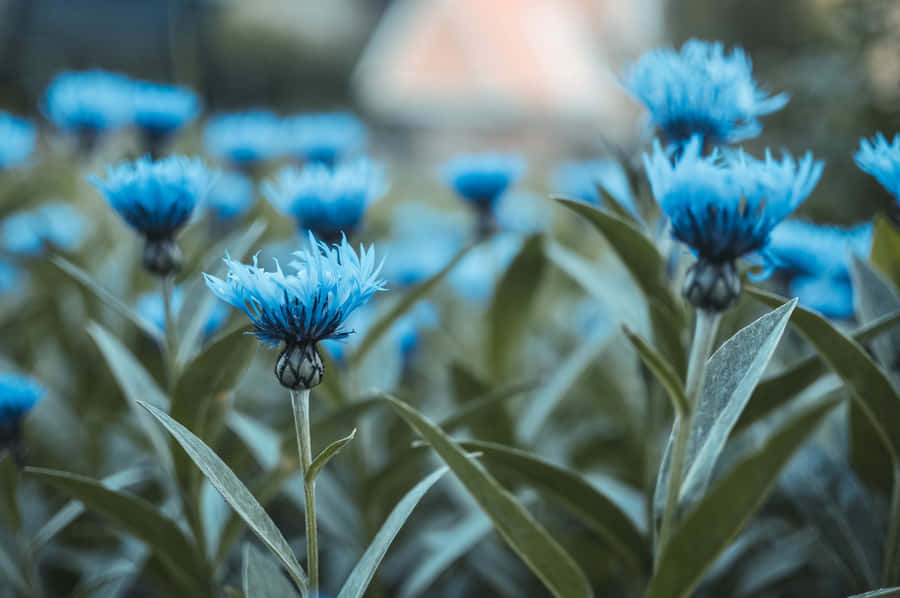 A Beautiful Blue Flower On An Old-fashioned, Vintage Desktop. Wallpaper