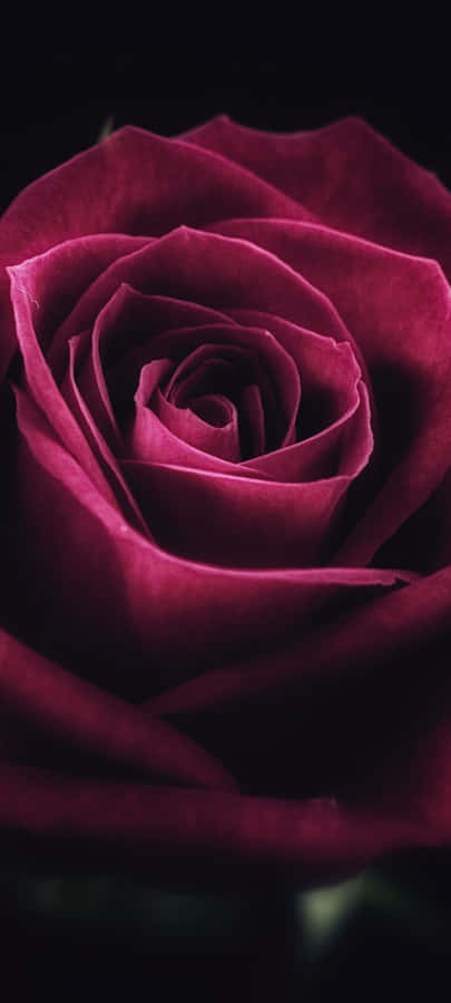 A Beautiful Bouquet Of Vibrant And Fragrant Cute Roses Wallpaper
