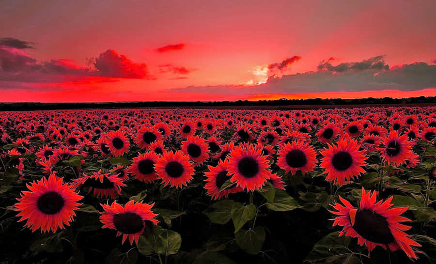 A Beautiful Dark Sunflower Revealing Its Unique Striking Petals Wallpaper