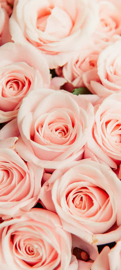 A Beautiful Light Pink Floral Patterned Case On An Iphone Wallpaper